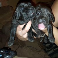 Neapolitan Mastiff Puppies for sale in Miami, FL, USA. price: $700