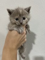 Nebelung Cats for sale in Lynnwood, WA, USA. price: NA