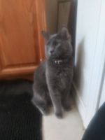 Nebelung Cats for sale in Missouri City, TX, USA. price: $50