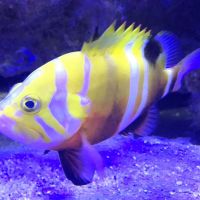 Neolamprologus multifasciatus Fishes for sale in Salt Lake City, UT, USA. price: $3,000