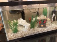 Neon Tetra Fishes for sale in Lakewood, CA, USA. price: $40