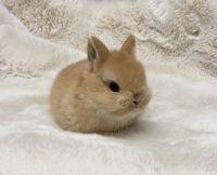 Netherland Dwarf rabbit Rabbits for sale in San Carlos, CA, USA. price: $80