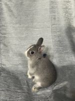 Netherland Dwarf rabbit Rabbits for sale in El Cajon, CA, USA. price: $100