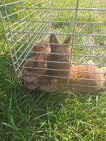 Netherland Dwarf rabbit Rabbits for sale in Oxford Charter Township, MI, USA. price: $30
