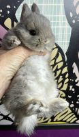 Netherland Dwarf rabbit Rabbits for sale in Frazier Park, CA 93225, USA. price: $150