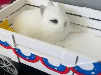Netherland Dwarf rabbit Rabbits for sale in La Quinta, CA 92253, USA. price: $350
