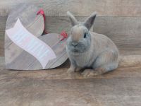 Netherland Dwarf rabbit Rabbits Photos