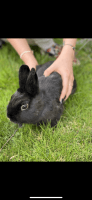 Netherland Dwarf rabbit Rabbits Photos