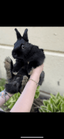 Netherland Dwarf rabbit Rabbits for sale in Philadelphia, Pennsylvania. price: $60