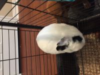 Netherland Dwarf rabbit Rabbits for sale in Alvin, TX, USA. price: $25