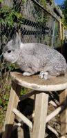 Netherland Dwarf rabbit Rabbits for sale in St Paul, MN, USA. price: $70