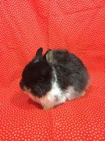 Netherland Dwarf rabbit Rabbits for sale in Wauseon, OH 43567, USA. price: $40