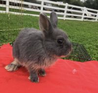 Netherland Dwarf rabbit Rabbits for sale in Freehold, NJ 07728, USA. price: $25