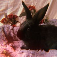 Netherland Dwarf rabbit Rabbits for sale in Chino Hills, CA, USA. price: $150