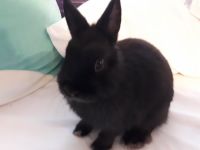 Netherland Dwarf rabbit Rabbits for sale in Mt Orab, OH, USA. price: $125