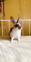 Netherland Dwarf rabbit Rabbits for sale in Eagleville, PA, USA. price: $50