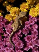 New Caledonian Crested Gecko Reptiles for sale in Fremont, IN 46737, USA. price: $75