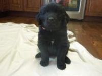 New Zealand Huntaway Puppies for sale in Los Angeles, CA, USA. price: $400