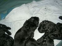 New Zealand Huntaway Puppies for sale in New Orleans, LA, USA. price: $320