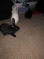 New Zealand rabbit Rabbits for sale in Franklin, PA 16323, USA. price: $10