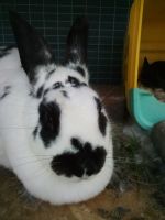 New Zealand rabbit Rabbits for sale in Sandpoint, Idaho. price: $20
