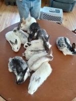 New Zealand rabbit Rabbits for sale in Millerstown, Pennsylvania. price: $25