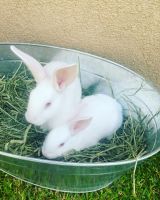 New Zealand rabbit Rabbits Photos