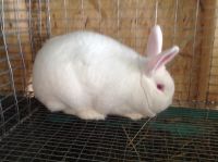 New Zealand rabbit Rabbits for sale in Bridgeport, CT, USA. price: $25