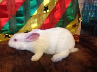 New Zealand rabbit Rabbits for sale in Bridgeport, CT, USA. price: $20