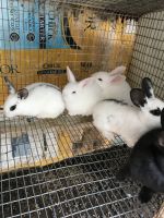 New Zealand rabbit Rabbits for sale in Chestnut Ridge, NY, USA. price: $30
