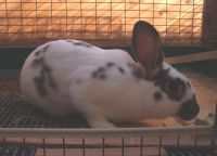 New Zealand rabbit Rabbits for sale in Raymond, WA 98577, USA. price: $150