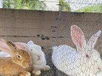 New Zealand rabbit Rabbits for sale in Hialeah, FL, USA. price: $30