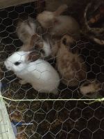 New Zealand rabbit Rabbits for sale in Elkhart, IN, USA. price: $10