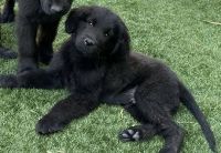 Newfoundland Dog Puppies for sale in Las Vegas, NV, USA. price: $800