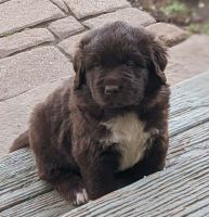 Newfoundland Dog Puppies for sale in Amsterdam, NY 12010, USA. price: $1,900