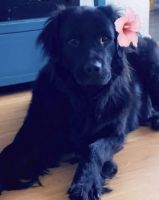 Newfoundland Dog Puppies for sale in Salem, OR, USA. price: NA