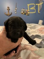 Newfoundland Dog Puppies for sale in Myrtle Beach, SC, USA. price: $800