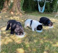 Newfoundland Dog Puppies for sale in SC-544, Myrtle Beach, SC, USA. price: $270
