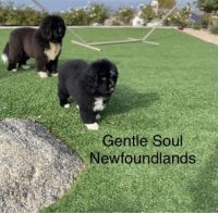 Newfoundland Dog Puppies Photos