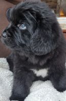 Newfoundland Dog Puppies for sale in Colville, Washington. price: $650