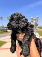 Newfoundland Dog Puppies for sale in Bellflower, California. price: $4,999