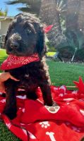 Newfoundland Dog Puppies for sale in Bellflower, California. price: $3,000