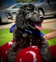 Newfoundland Dog Puppies for sale in Bellflower, California. price: $3,000