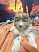 Newfoundland Dog Puppies for sale in Cheyenne, WY, USA. price: $2,000
