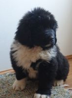Newfoundland Dog Puppies for sale in Sherrodsville, OH 44675, USA. price: $1,075