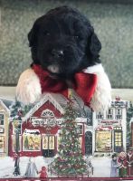 Newfoundland Dog Puppies for sale in Capac, MI 48014, USA. price: $2,000