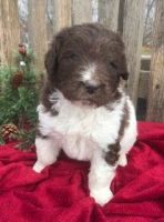 Newfoundland Dog Puppies for sale in Holmes County, OH, USA. price: $1,800