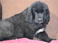 Newfoundland Dog Puppies for sale in Sugar City, ID, USA. price: $500