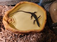 Nile monitor Reptiles for sale in Freedom, PA 15042, USA. price: $50