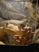 Nile monitor Reptiles for sale in Fostoria, OH 44830, USA. price: $300